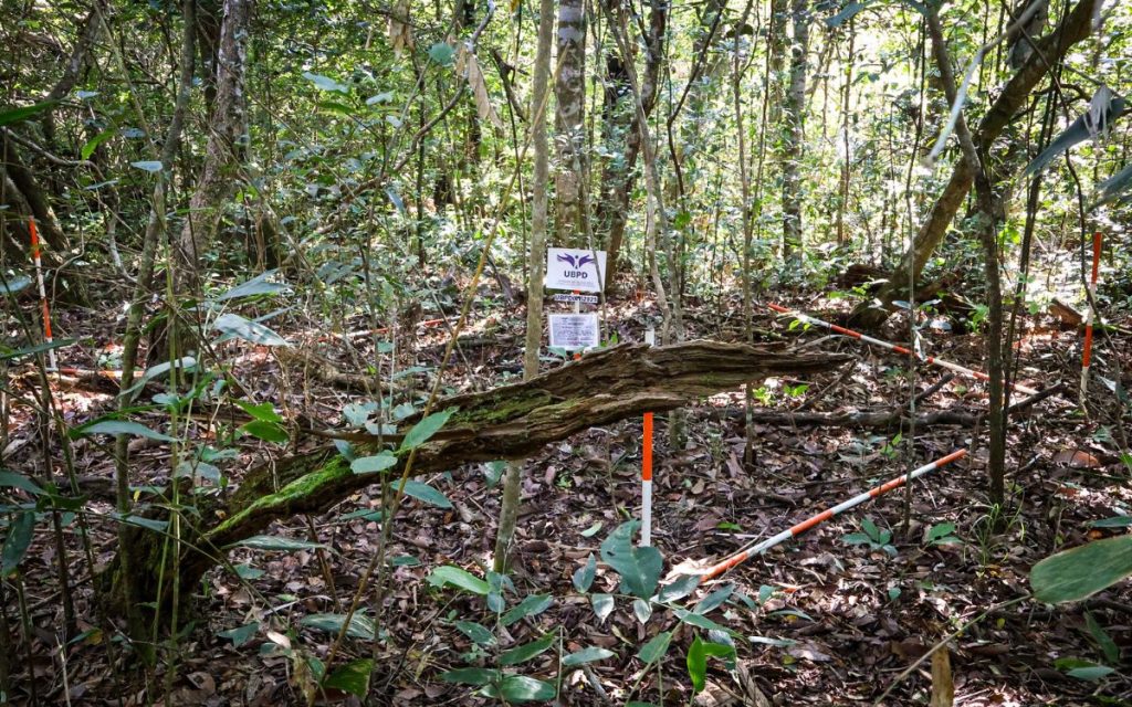 En Colombia, desde hace varios siglos se practica la guaquería. Quienes se dedican a ella, usan estrategias rudimentarias para encontrar objetos valiosos bajo tierra, muchas veces en lugares donde hubo tumbas y enterramientos prehistóricos. En una vereda del municipio de Aguazul, en Casanare, uno de ellos encontró algo distinto a lo que esperaba: estructuras óseas que, según observó, correspondían a una persona.