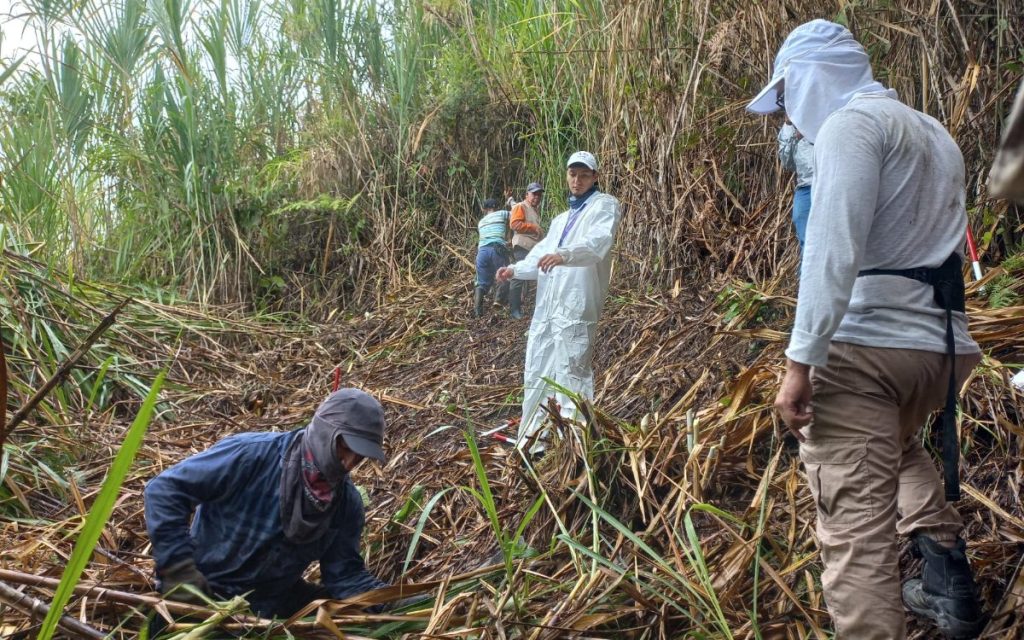 En un terreno inclinado con vegetación seca y cañaduzales, un hombre vestido con traje de bioseguridad blanco camina entre la maleza. En primer plano y al fondo, trabajadores con ropa de campo y sombreros participan en las tareas de búsqueda o excavación.