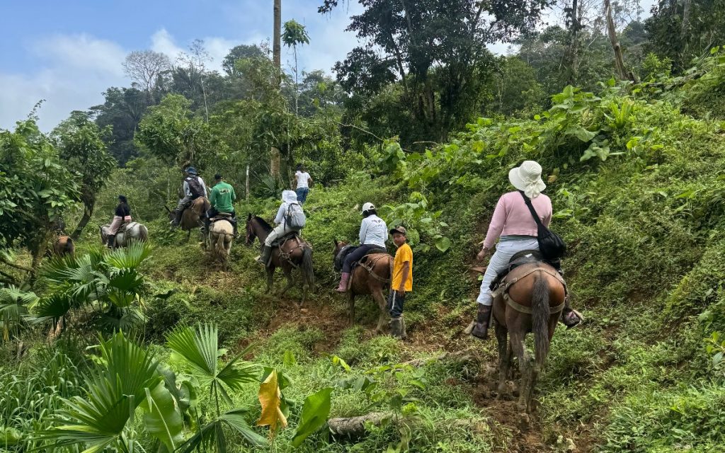 Plano general que muestra una caravana o expedición en la montaña. Varias personas avanzan a lomo de mula o caballo a través de un sendero de tierra inclinado en medio de abundante vegetación tropical y árboles. Una persona camina a pie junto al grupo vistiendo una camiseta amarilla.