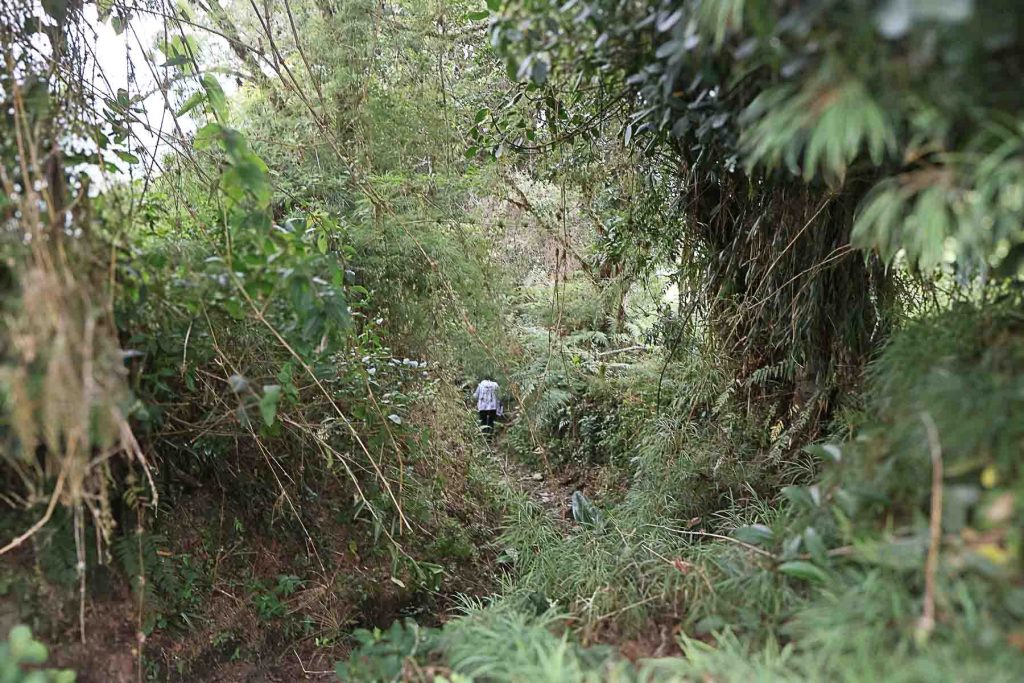 Toma en plano medio de un camino boscoso y angosto en medio de abundante vegetación nativa, por el que transita un integrante del equipo de búsqueda.