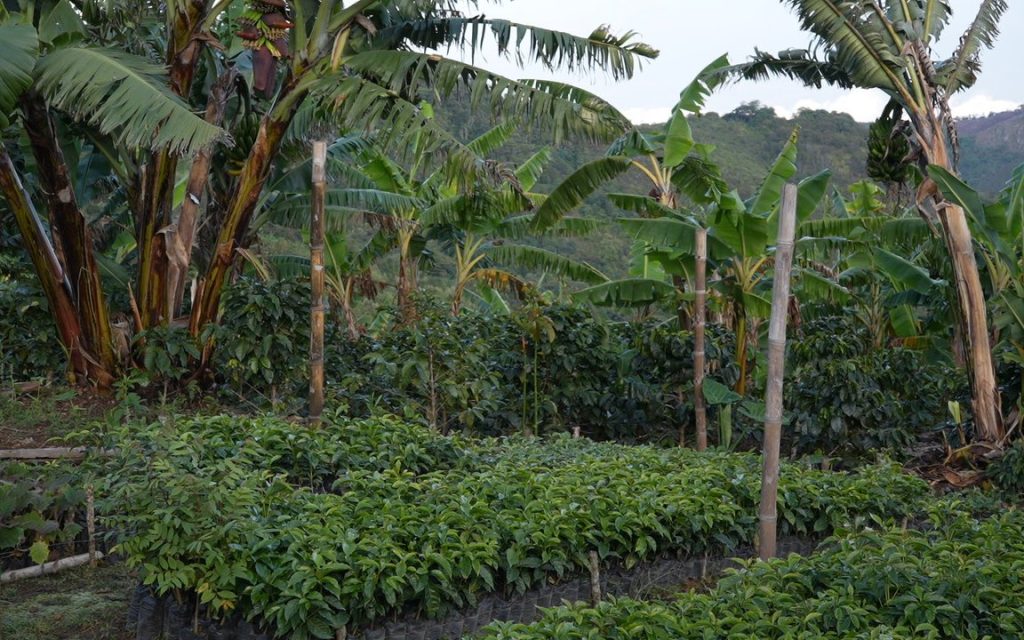 Cultivo en una ladera con semilleros en primer plano, plantas de café y plátano, y montañas verdes al fondo bajo un cielo despejado.