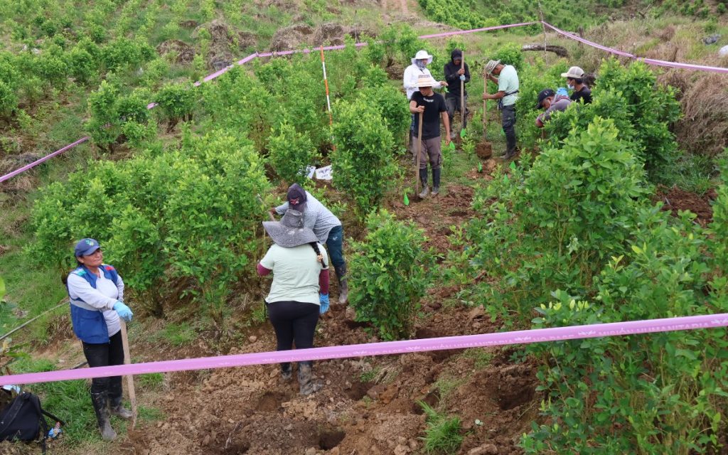 Fotografía en picado de un cultivo en ladera rodeado de vegetación verde. Varios integrantes del equipo de búsqueda y miembros de la comunidad utilizan palas manuales para excavar el suelo entre los arbustos. La zona de trabajo está delimitada en el perímetro por una cinta rosa con la leyenda "Misión Humanitaria".
